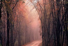 电梯采购安装招标文件模板简单，电梯采购招标文件范本